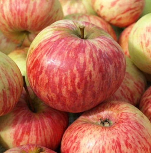 Яблоня Коричное полосатое Яблоня Коричное полосатое