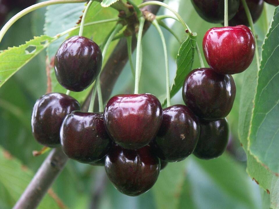 Вишня Путинка Вишня Путинка