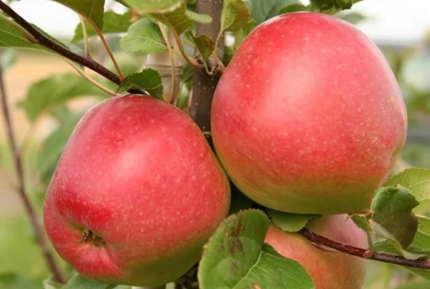 Яблоня Лигол Яблоня Лигол