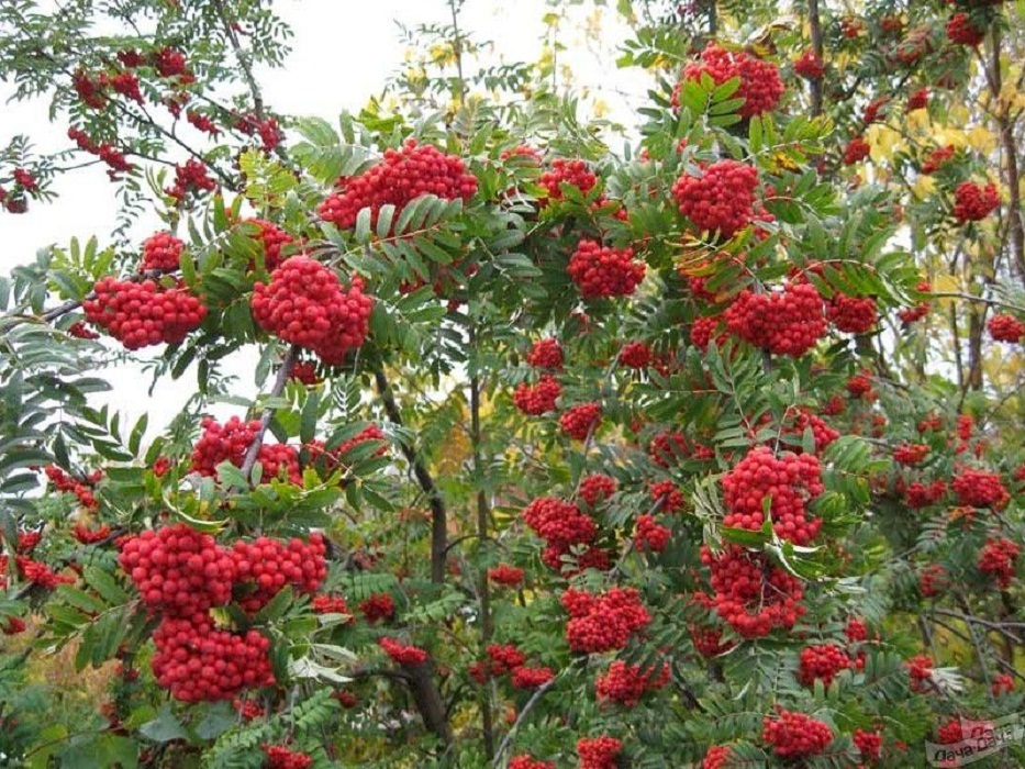 Рябина обыкновенная Десертная мичуринская Рябина обыкновенная Десертная мичуринская