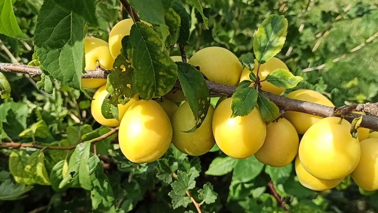 Алыча Сонейка Алыча Сонейка