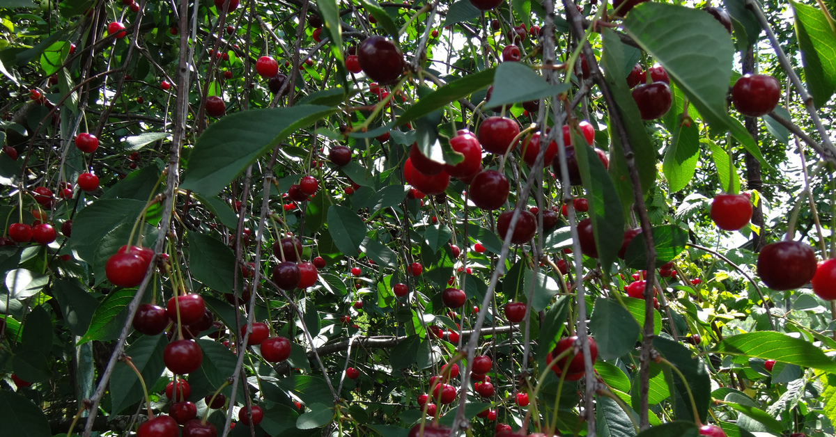 Вишня Волочаевская Вишня Волочаевская
