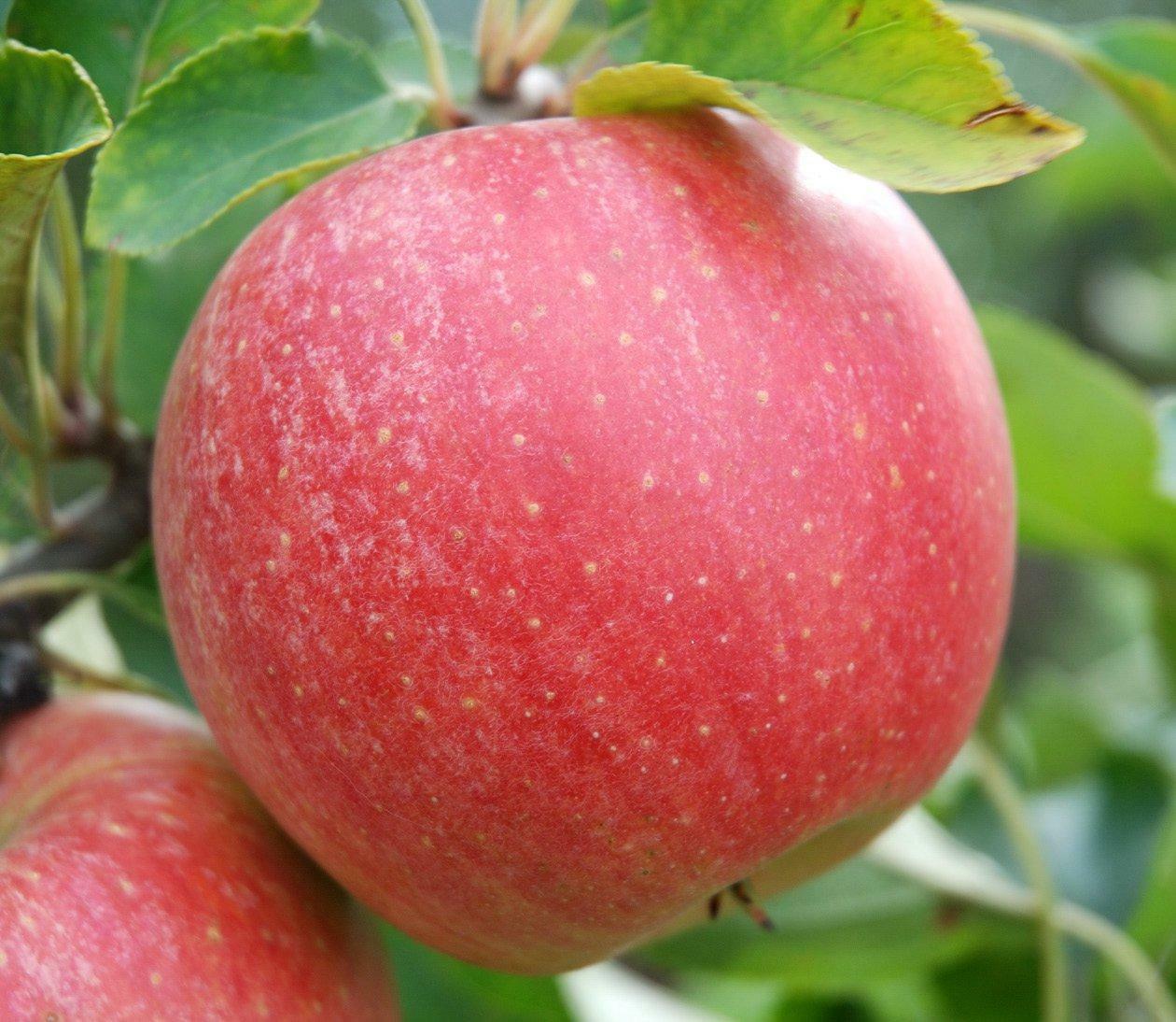 Яблоня Чемпион Яблоня Чемпион