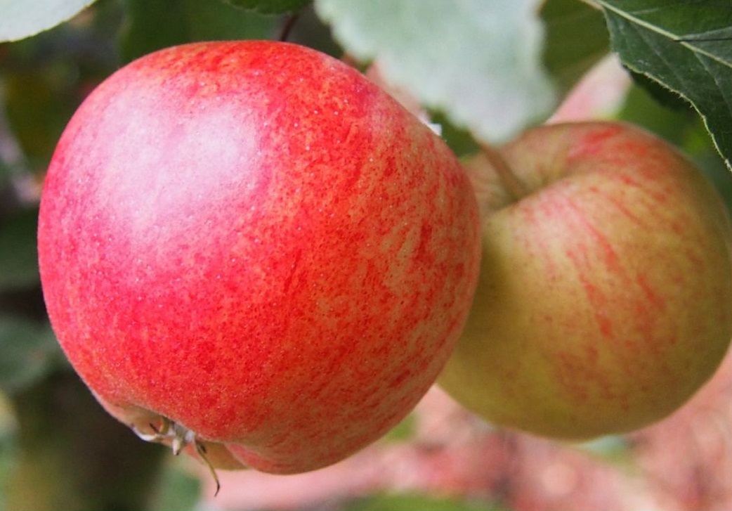 Яблоня Конфетное Яблоня Конфетное