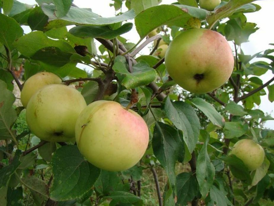 Яблоня Голден Владимирский Яблоня Голден Владимирский