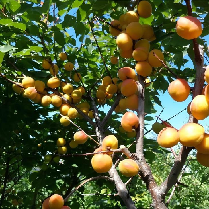 Абрикос Лель Абрикос Лель