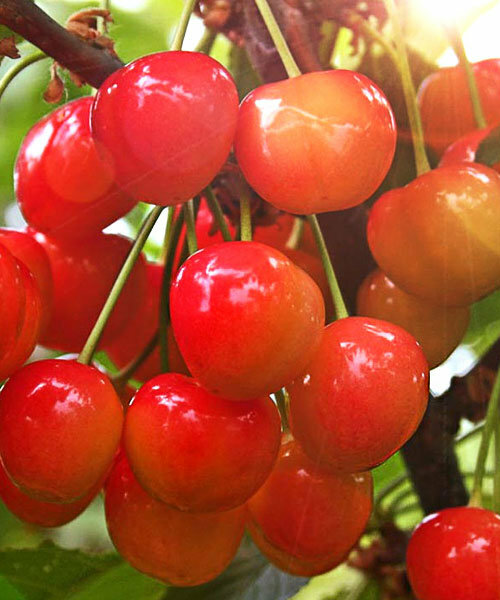 Черешня Заря Жукова Черешня Заря Жукова