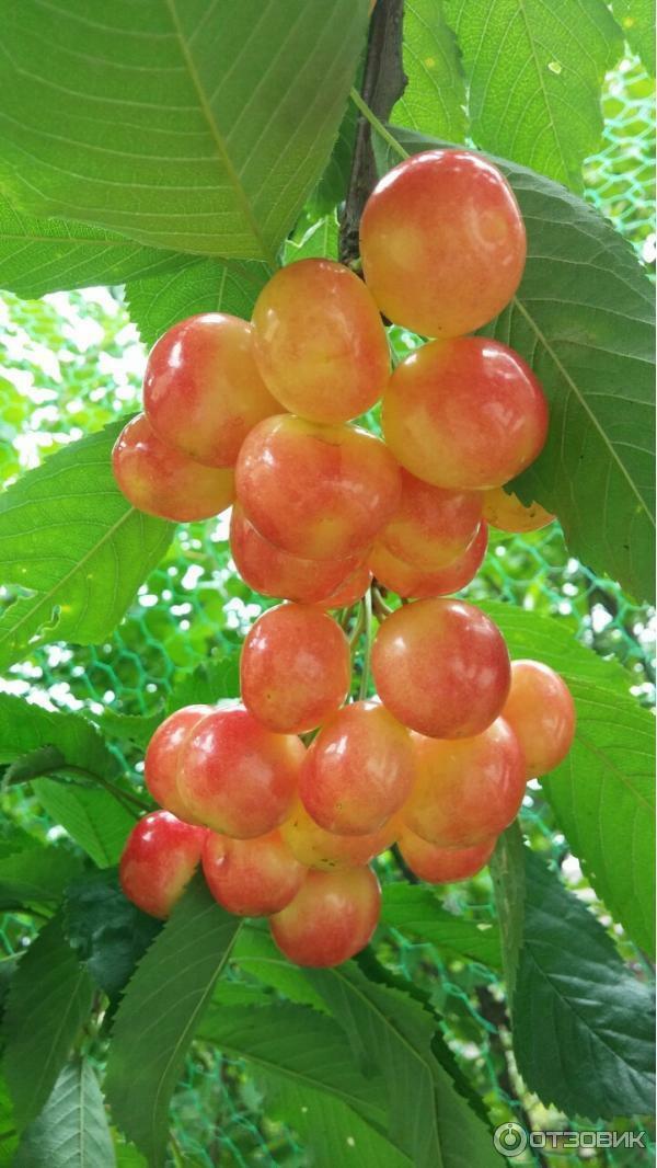 Черешня Брянская Черешня Брянская