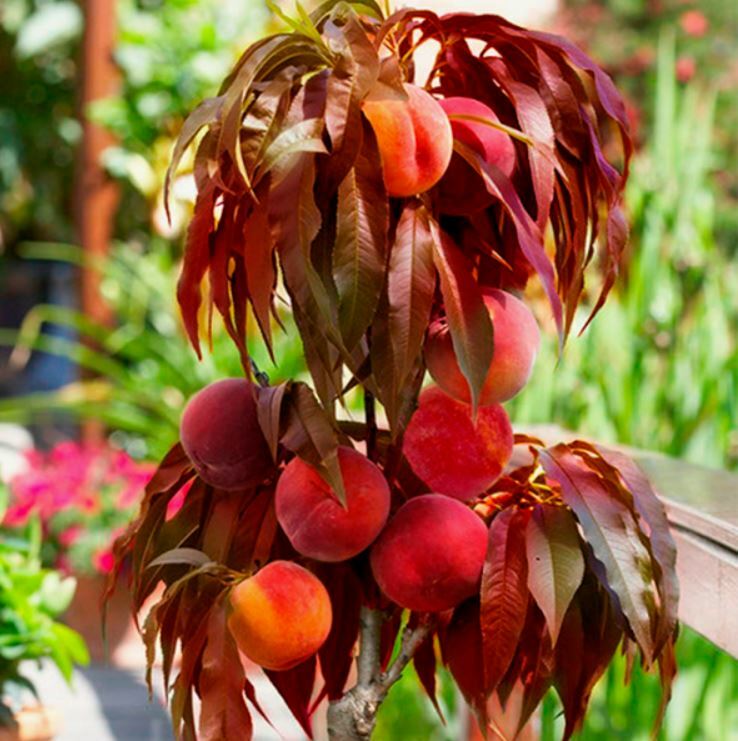 Персик Бургунди Персик Бургунди