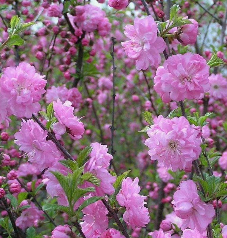 Миндаль Веснянка Миндаль Веснянка