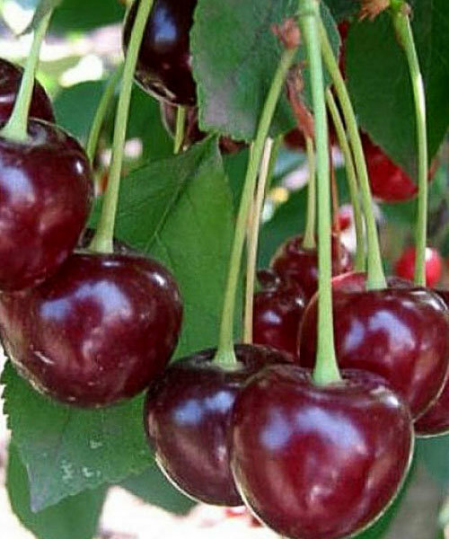 Вишня Харитоновская Вишня Харитоновская