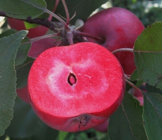 Яблоня красномясая Редлав Эра Яблоня красномясая Редлав Эра