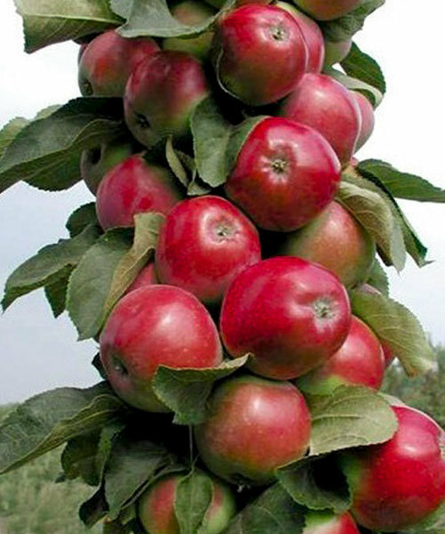 Яблоня колоновидная Валюта Яблоня колоновидная Валюта