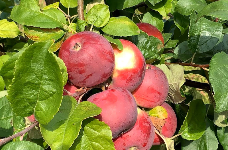 Яблоня Алеся Яблоня Алеся