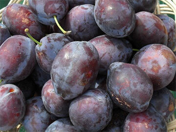 Слива Венгерка дубовская Слива Венгерка дубовская