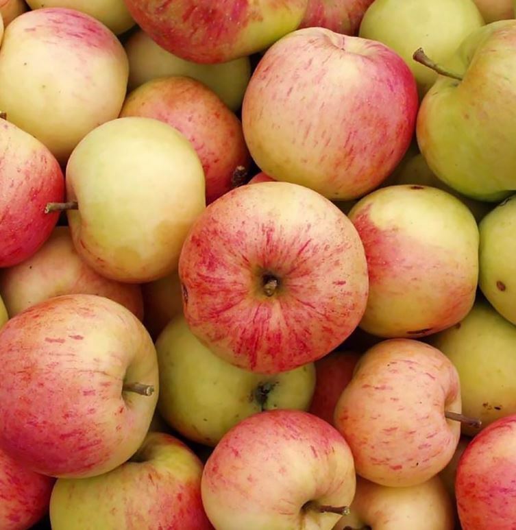 Яблоня Мирон Сахарный Яблоня Мирон Сахарный