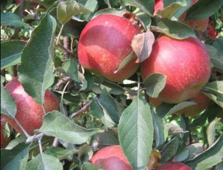 Яблоня Внучкино Яблоня Внучкино