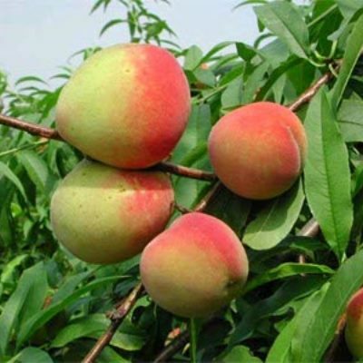 Персик кустовой Воронежский Персик кустовой Воронежский