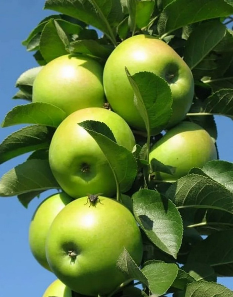 Яблоня колоновидная Зеленое сладкое Яблоня колоновидная Зеленое сладкое