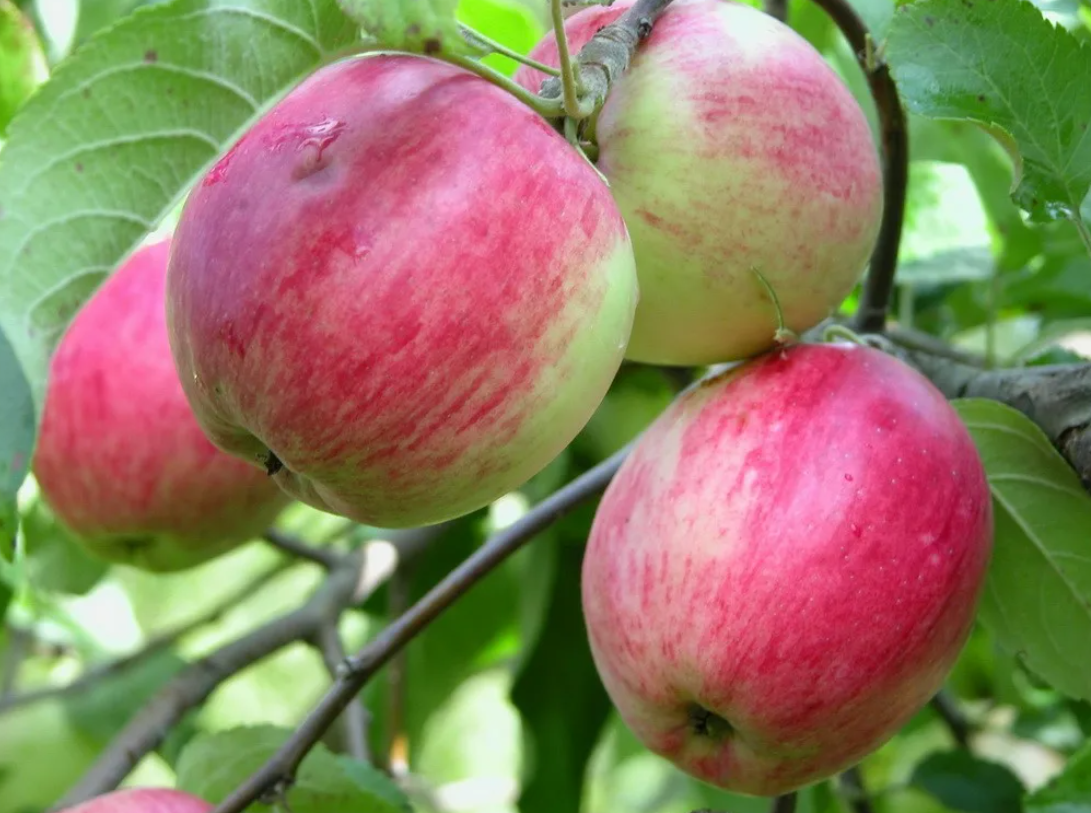 Яблоня Афродита Яблоня Афродита