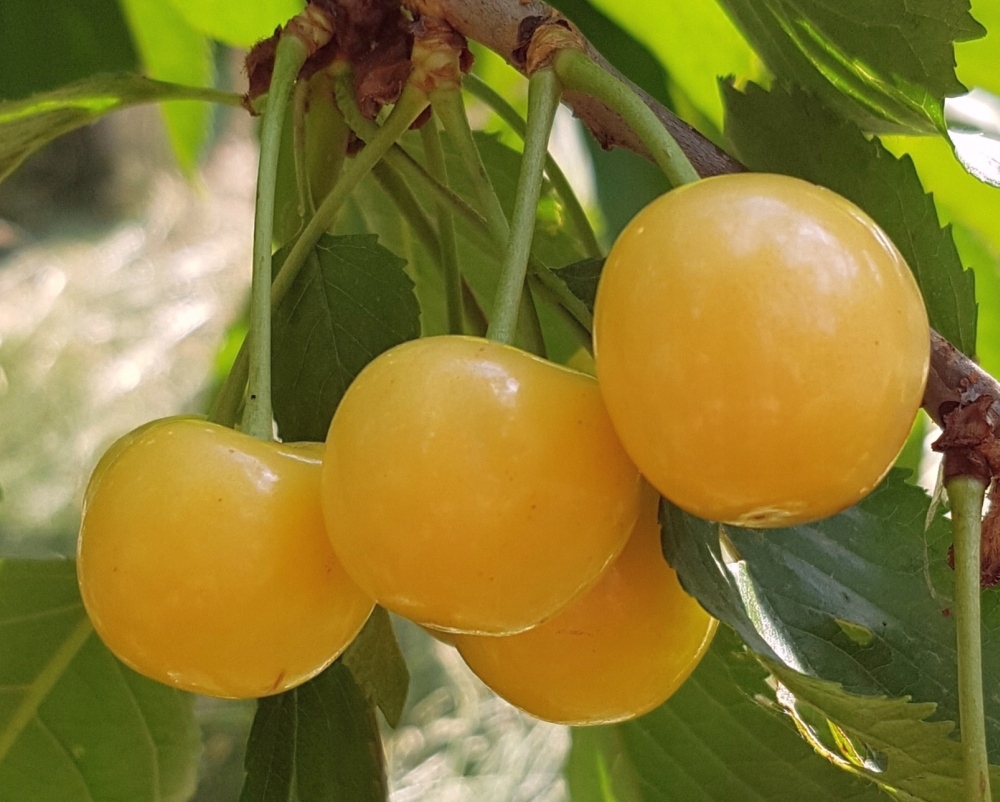 Черешня Приусадебная желтая Черешня Приусадебная желтая