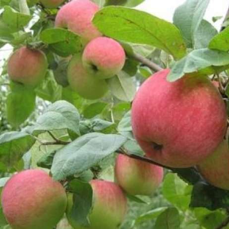 Яблоня Августа Яблоня Августа