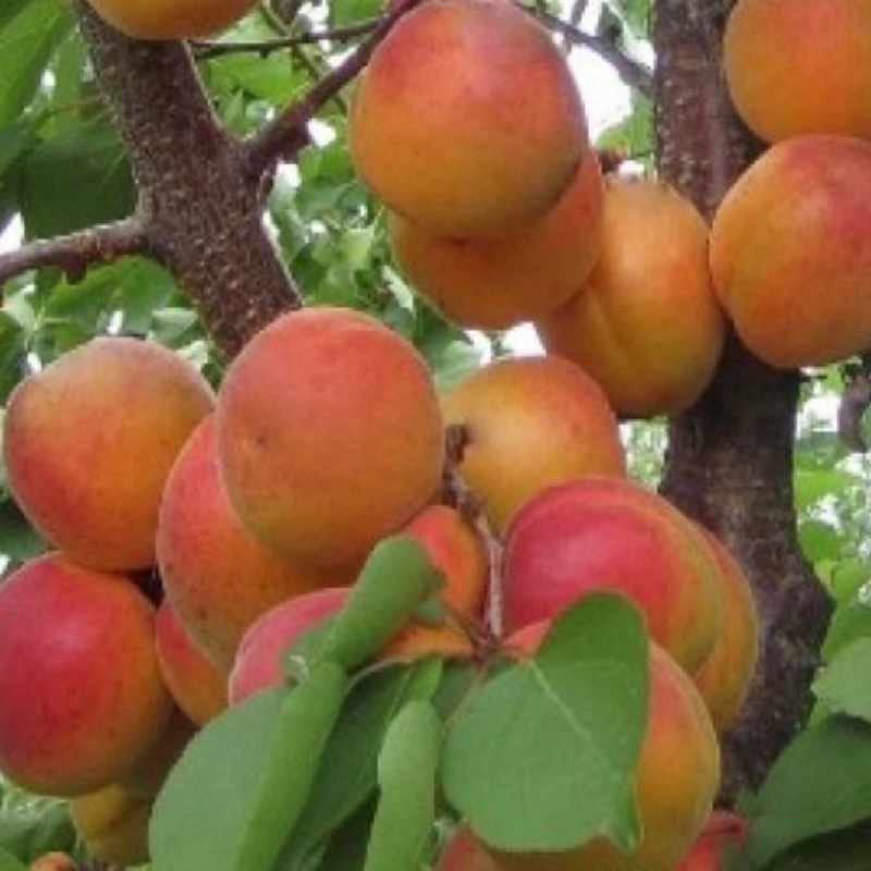 Абрикос Триумф северный Абрикос Триумф северный