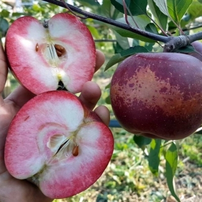 Яблоня красномясая Байа Мариса Яблоня красномясая Байа Мариса