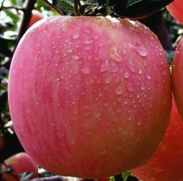 Яблоня Суслепское (налив розовый) Яблоня Суслепское (налив розовый)