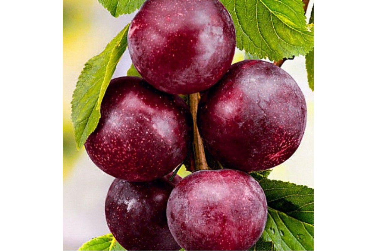 Шарафуга Вельвет Санрайз Шарафуга Вельвет Санрайз