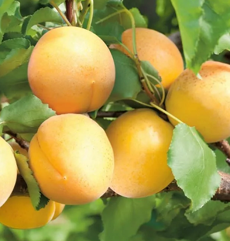 Абрикос Викинг Абрикос Викинг