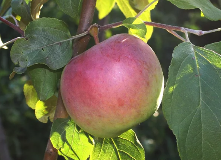 Яблоня Керол Яблоня Керол