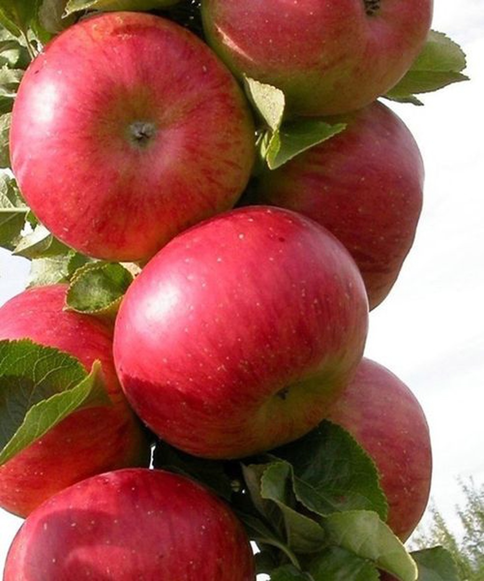 Яблоня колоновидная Останкино Яблоня колоновидная Останкино