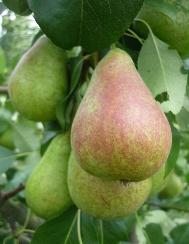 Груша Аллегро Груша Аллегро