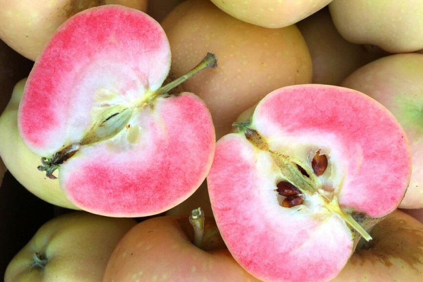 Яблоня красномясая Пинк Перл Яблоня красномясая Пинк Перл