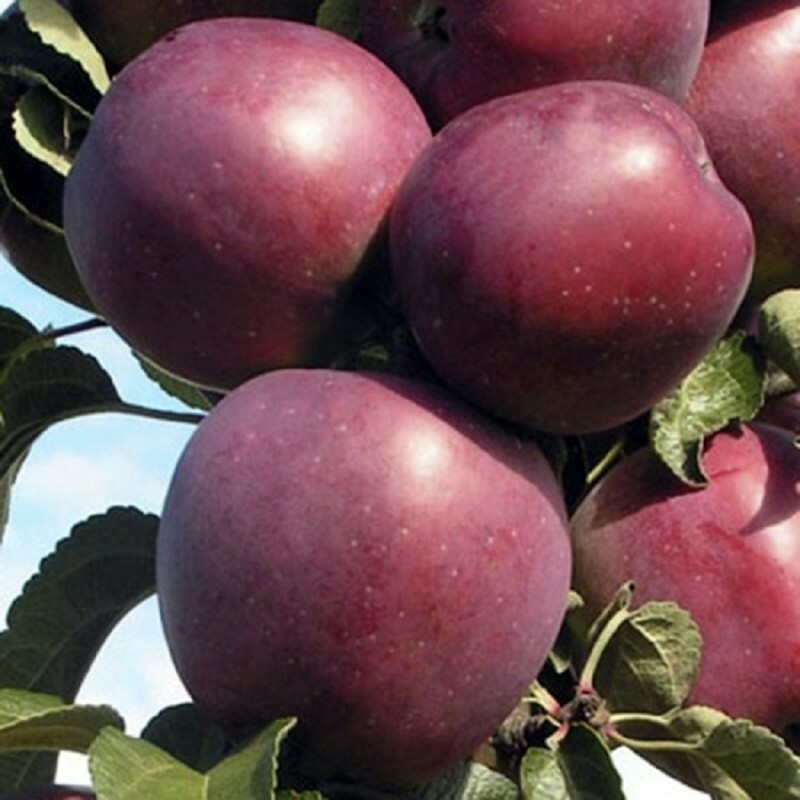 Яблоня Имант Яблоня Имант