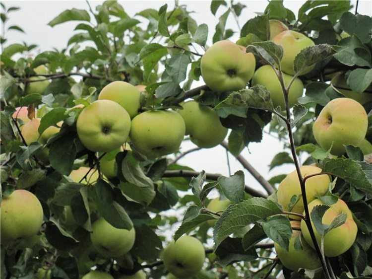 Яблоня Бабушкино Яблоня Бабушкино