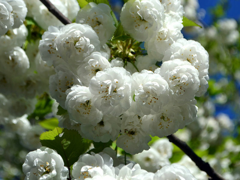 Вишня обыкновенная Рекса (махровая) Вишня обыкновенная Рекса (махровая)