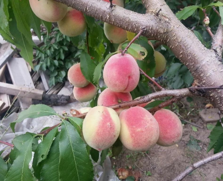 Персик Мичуринский Персик Мичуринский