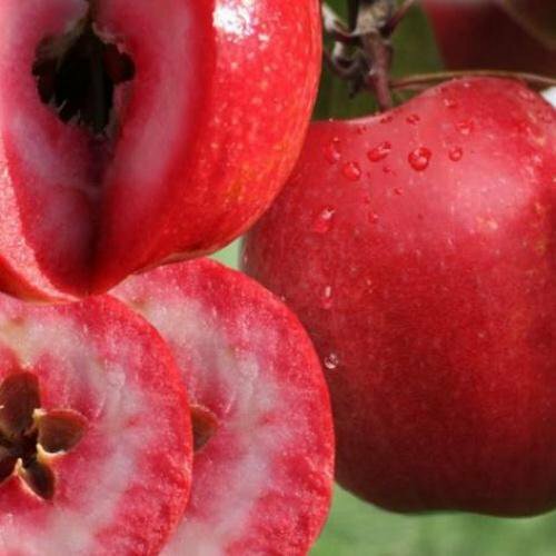 Яблоня красномясая Кольхас Яблоня красномясая Кольхас