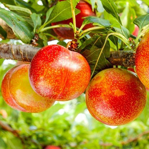 Шарафуга Белла Голд Шарафуга Белла Голд