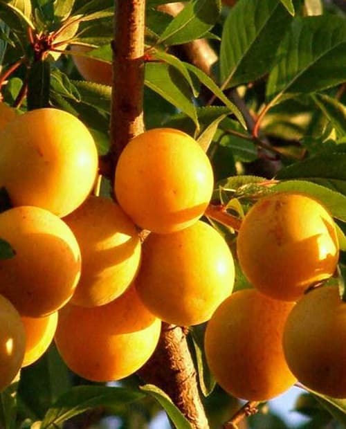 Алыча Царская Алыча Царская