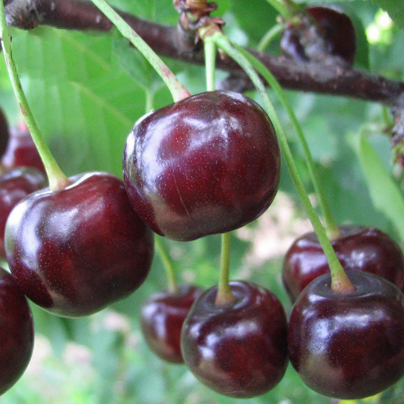 ДЮК Ночка ДЮК Ночка